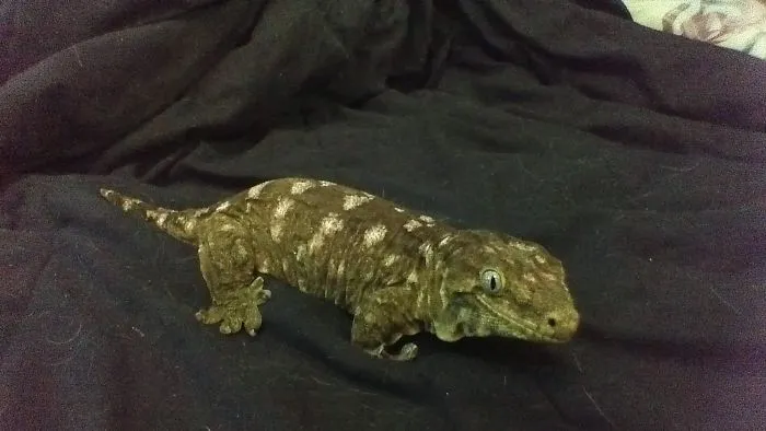 A pet gecko resting on dark fabric, illustrating unique names people now call their pets instead of the original one.