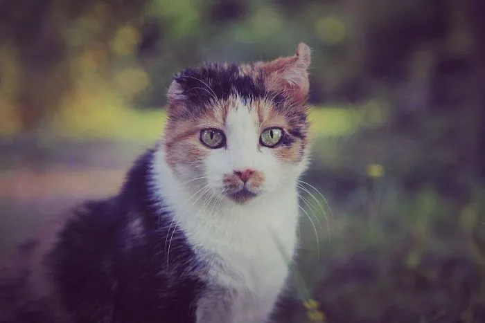 Jeudy Has Othaematoma. She Is My Very First Cat And I Adopted Her From An Animal Shelter Two Months Ago. We Discovered That She Has A Chronic Illness. I Love Her (And Her Feline Friend) More Every Day - They Make My Life Wonderful.
