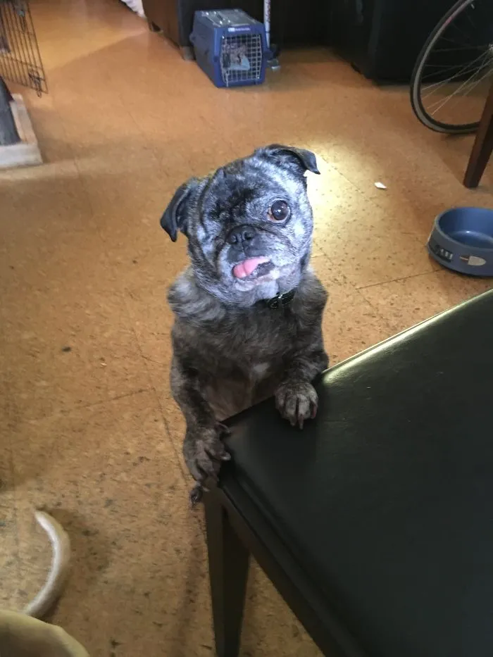 My Bf & Gf's Pug Leelah--They Rescued Her From A Puppy Mill.  I Love My Little Snorcher!!