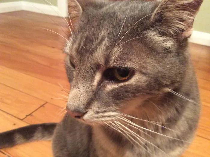 My Sweetie Ash. He Had Multiple Problems, From Kidney Issues To Urinary Blockage To Internal Bleeding, He Was Such A Fighter He Claimed The Nickname 'The Rubber Cat' Because He Kept Bouncing. He Was A Brave, Kind, Smart Cat Right Until His Last Moments Where He Passed Away In My Arms. Rip Ashie Boy.