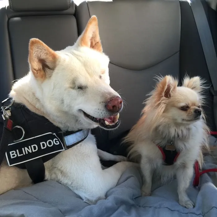 This Is Sawyer (And Little Falkor). He Lost His Eyes To Glaucoma 2 Years Ago... Most People Can't Tell He's Blind Though!
