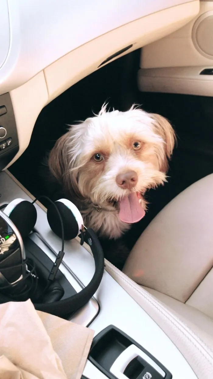 Happy dog sitting in a car's interior, illustrating people sharing the names they now call their pets instead of the original.