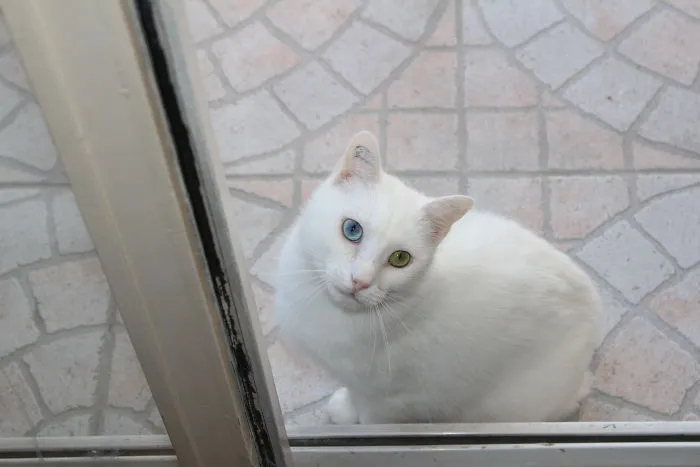 Meet Motus, My Shelter Cat. Among A Lot Of Other Lovely Kittens, It Was Him And No Other: Odd Eyes, Half-Deaf Of One Ear, Sick From Coryza, Tail Cut Because Of Human Abuse. Despite The Fact That He's Gone Through A Lot, He's Now A Furry Ball Of Love.