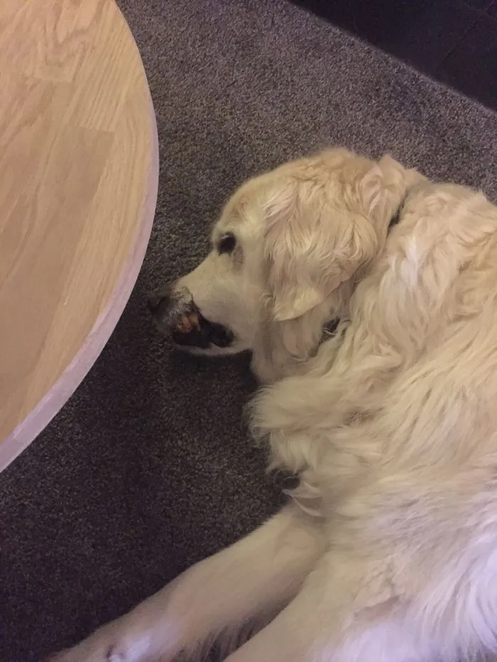 Berg, Our Golden, Was Bitten As A Puppy By His Mother. He Misses A Piece Of His Lip, Therefore Has A Scar And Looks A Bit Angry, But Is The Sweetest Dog You'll Ever Meet!