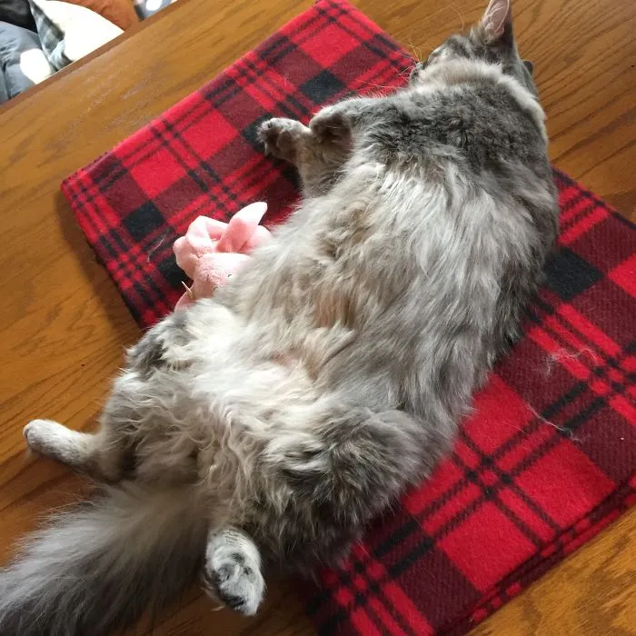 Fluffy gray cat lying on a red plaid blanket with a pink stuffed toy, illustrating pet names people now use.