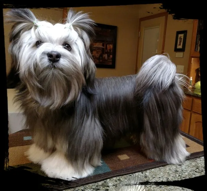 Small long-haired dog with ponytails standing indoors, illustrating pets with new names owners now use instead of original ones.