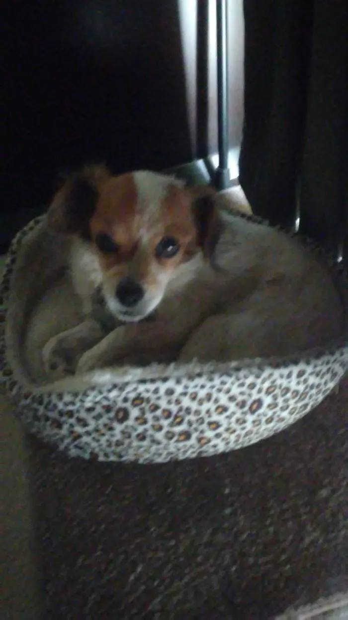 Small dog resting in a leopard print pet bed, highlighting hilarious new pet names people now use instead of the original ones.