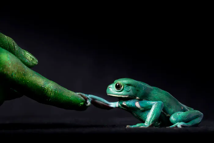 One Touch Of Nature. A Waxy Monkey Frog Grabs An Outstretched Finger. This Image Is Part Of A Series Called Metamorphosis That Explores Our Connection With Amphibians