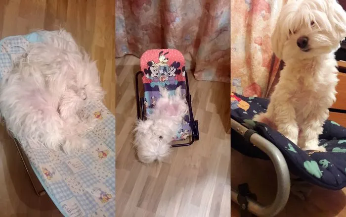 Maltese Hippie Was Born Completely Blind