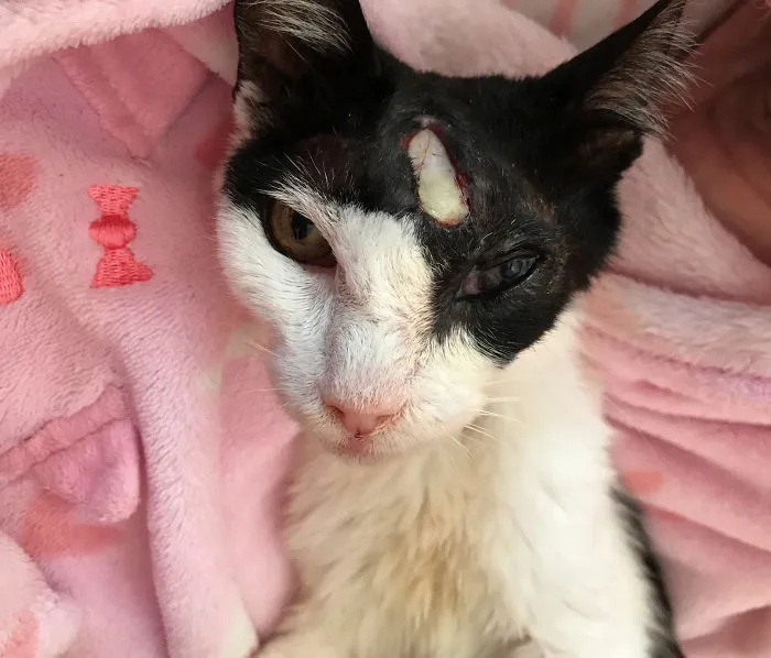 Oreo, 18 Years. Someone Broke Her Skull In The Street. I Rescued Her, She's Safe Now. Vet Says She Has Cancer And It's Full Of Tumours And Very Old. I Don't Care, She's My Perfect Girl  And She Will Be Part Of My Family Until The End