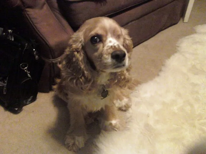 Odin My One-Eyed Pup