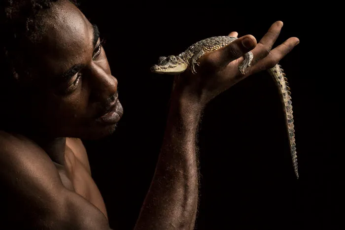 Guardian Of The Reptiles. Booms, A Local Research Technician Cradles An Endangered American Crocodile In Jamaica