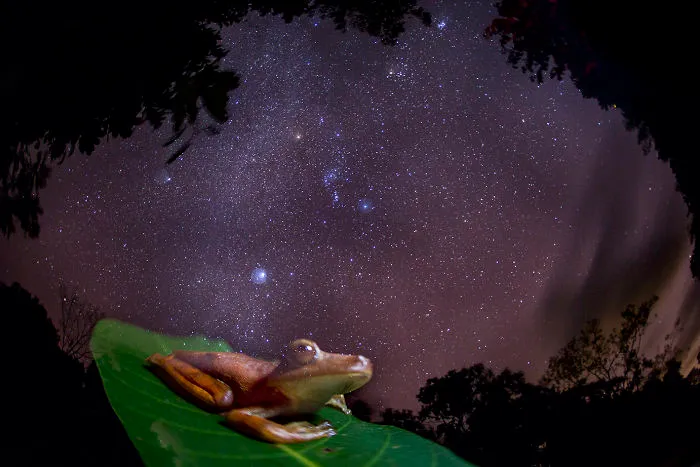 The Vanishing. An Amazon Gladiator Frog Appears Ghostly Against The Backdrop Of The Milky Way, Depicting The Disappearance Of Frogs Around The World