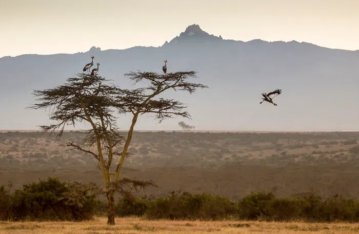 Crowned Cranes Glide From A Tree In Front Of Mount Kenya At Daw