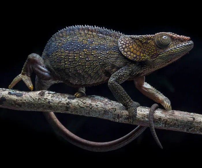 Short Horned Chameleon In Andasibe, Madagascar