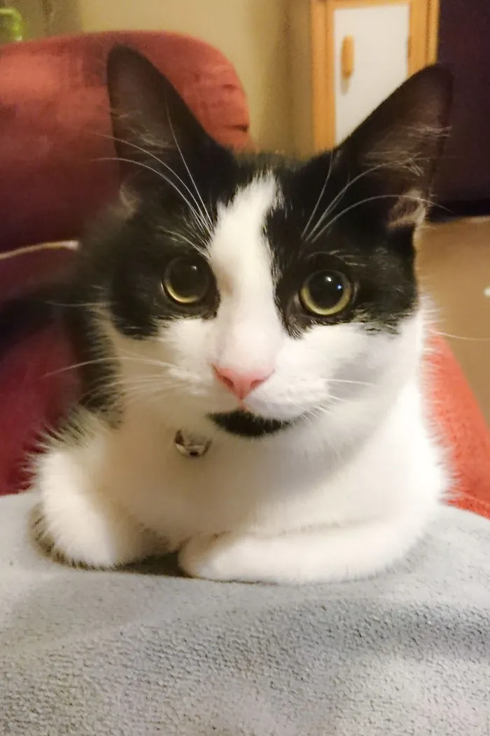 Black and white cat resting on a blanket, illustrating people sharing the funny names they now call their pets.