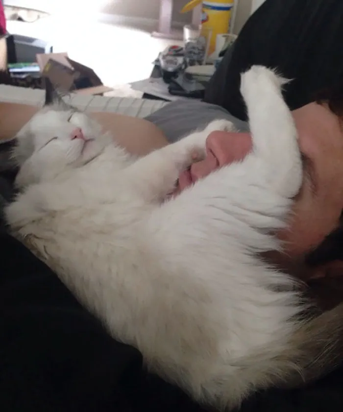 Al gato le gusta dormirse en la cara de mi novio en mitad de la noche. Me los encuentro así por la mañana