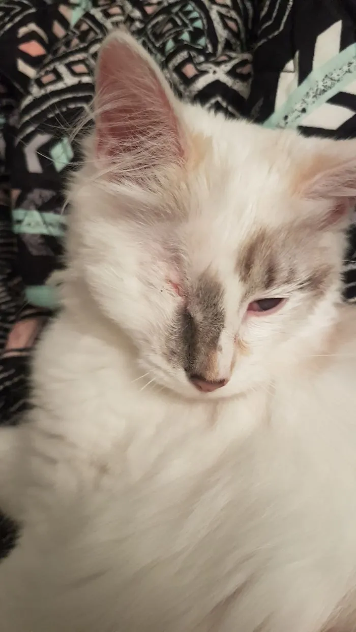 Millie Grace Was Found Abandoned As A Kitten With Horribly Infected Eyes. Even Though We Couldn't Save One Of Them, She Never Lost Her Heart Or Spirit! She's One Of The Sweetest Cats I've Ever Known And Loves Every Living Creature She Meets. I Feel Absolutely Blessed To Come Home To Her Every Day.