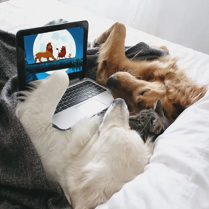 Meet Three Best Friends - Two Dogs And A Cat Who Love Doing Everything Together