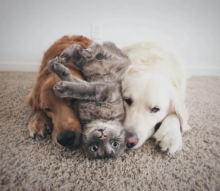 Meet Three Best Friends - Two Dogs And A Cat Who Love Doing Everything Together
