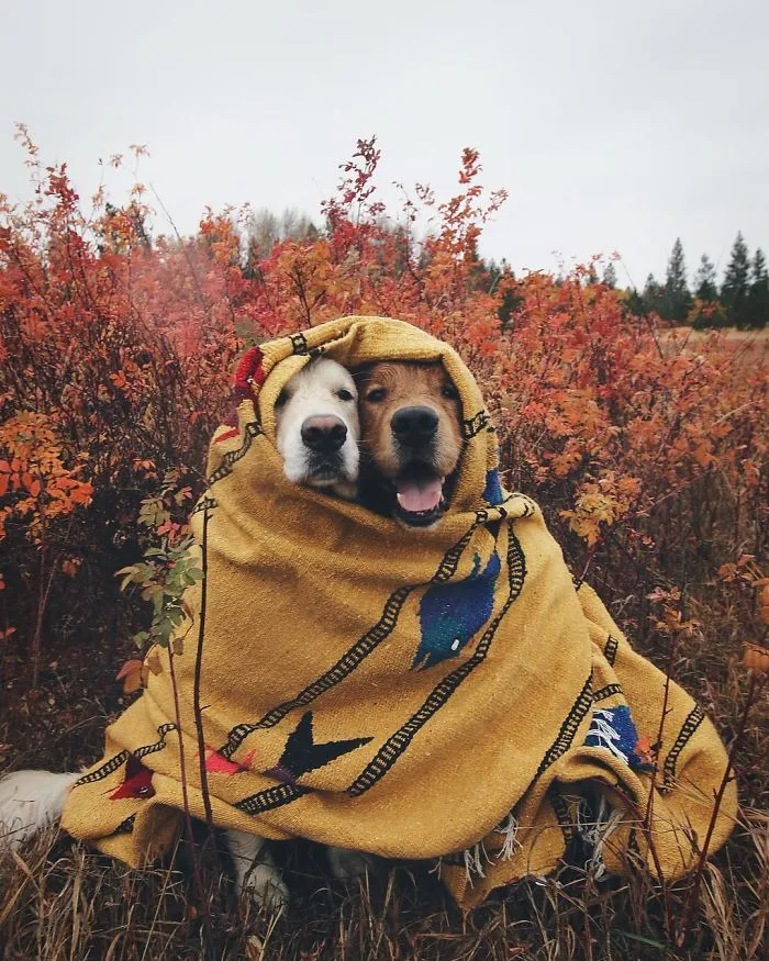 Meet Three Best Friends - Two Dogs And A Cat Who Love Doing Everything Together