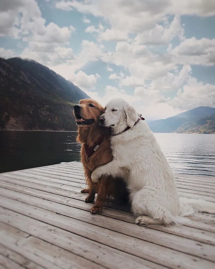 Meet Three Best Friends - Two Dogs And A Cat Who Love Doing Everything Together
