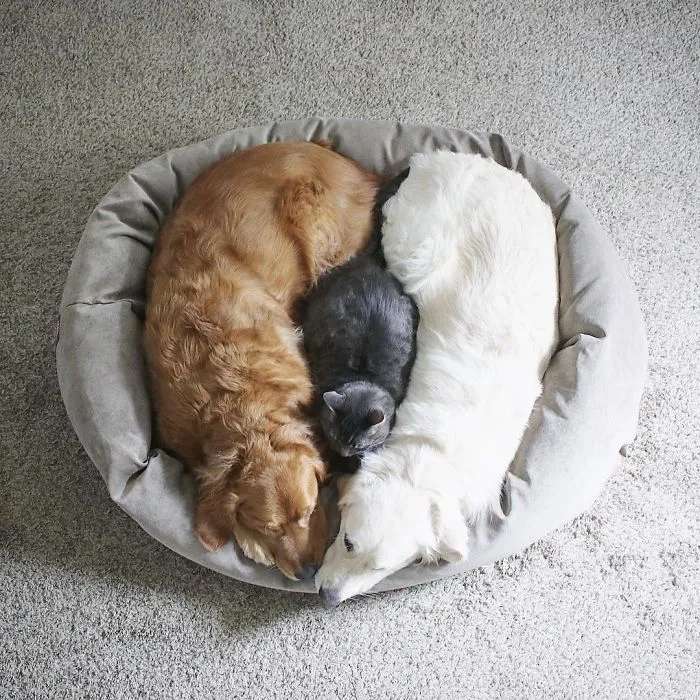 Meet Three Best Friends - Two Dogs And A Cat Who Love Doing Everything Together
