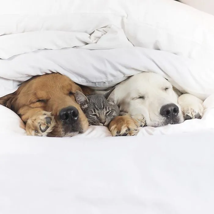 Meet Three Best Friends - Two Dogs And A Cat Who Love Doing Everything Together