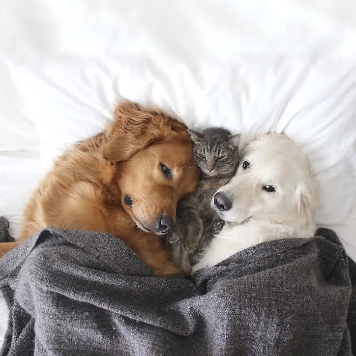 Meet Three Best Friends - Two Dogs And A Cat Who Love Doing Everything Together