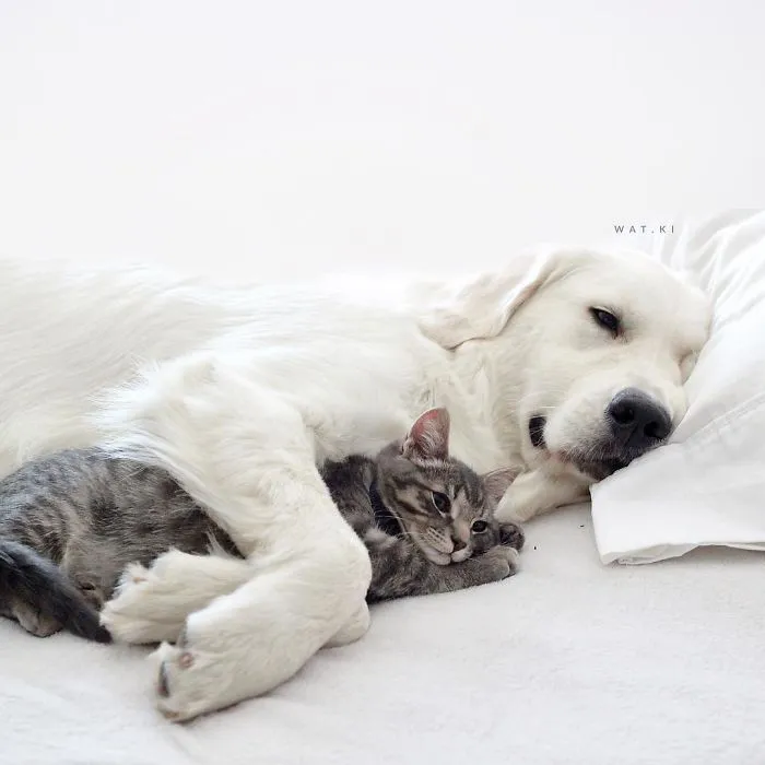 Meet Three Best Friends - Two Dogs And A Cat Who Love Doing Everything Together