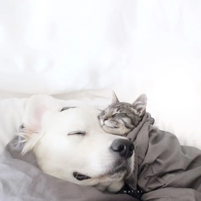 Meet Three Best Friends - Two Dogs And A Cat Who Love Doing Everything Together