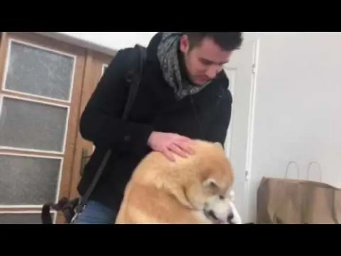 Pawssibly The Happiest Akita Inu In The World
