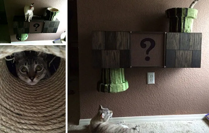 Mario Cat Complex