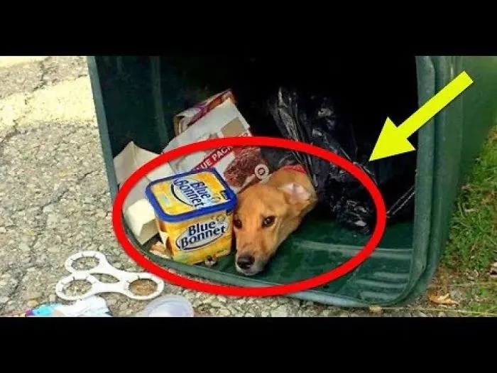 When A Woman Dumped This Dog In The Trash, She Didn T Know What The Garbage Man Would Do