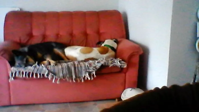 My Rescue Babies
