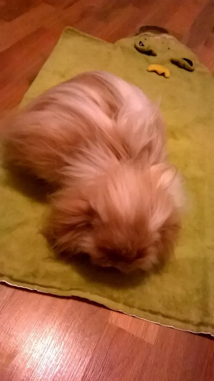 Peru, Found Neglected And Abandoned In The Woods, Now Well And Cheerful After Few Successful Ops. Has Very Few Teeth Left, Loves Carrot Puree Intended For Human Babies :)