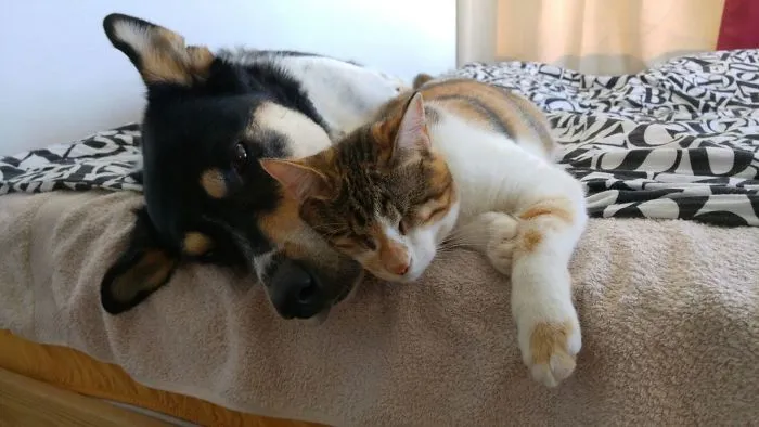 Tiger Lily Was Born Without Eyes, But That Doesn't Stop Her From Being The Cutest Kitten Ever, Having The Most Photogenic Relationship With My Dog Charlie