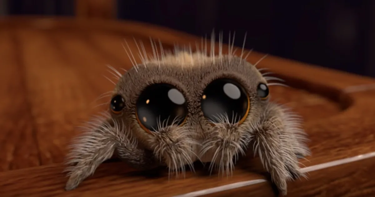 Este es Lucas, la araña más adorable que te quitará la aracnofobia