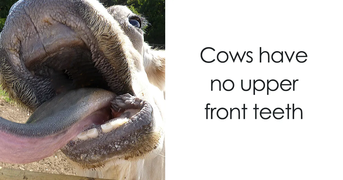 116 Times Nature Proved It's Too Weird For Us To Handle