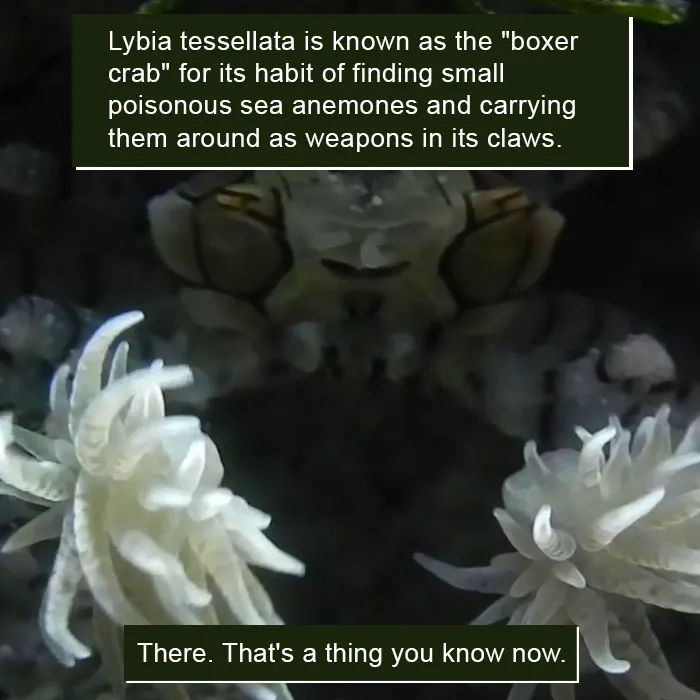 Boxer crab carrying poisonous sea anemones as weapons in its claws, showing nature’s weird and fascinating behavior.
