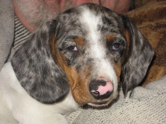 Avro, The Double Dapple Dacshund.  Bred For His Colour Only, His Pupils Are Mis-Shaped And His Vision Is Not That Great.  But He's Our Wonder Wiener