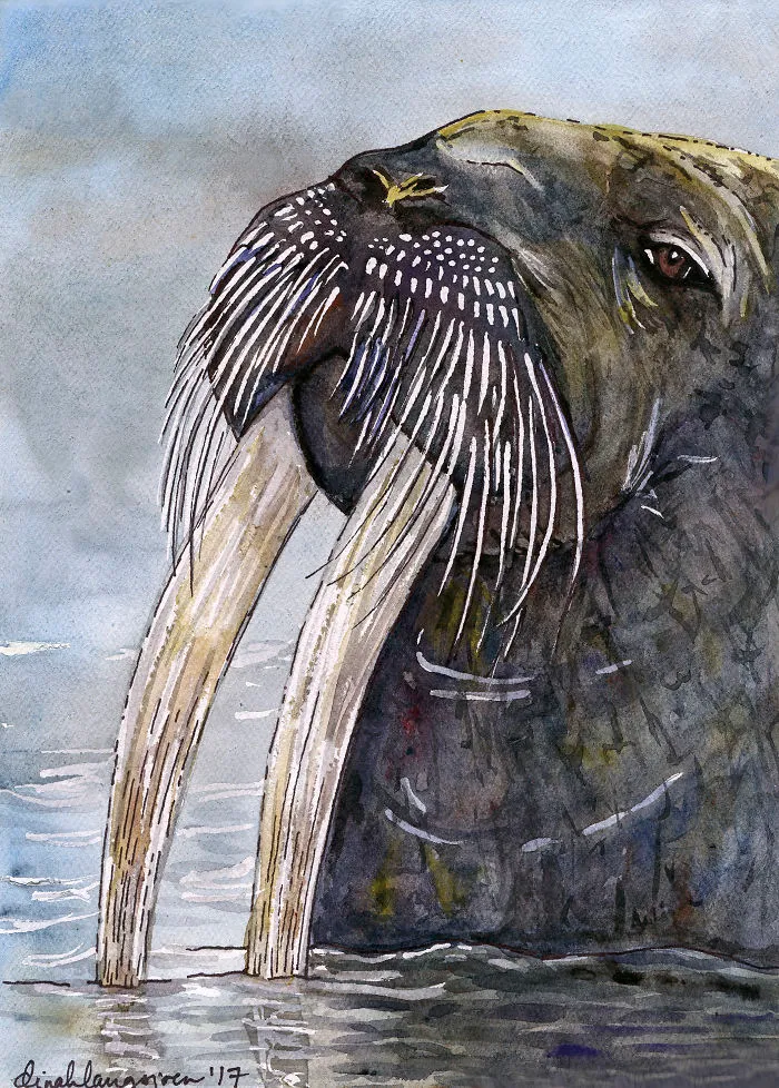 W Is For Walrus