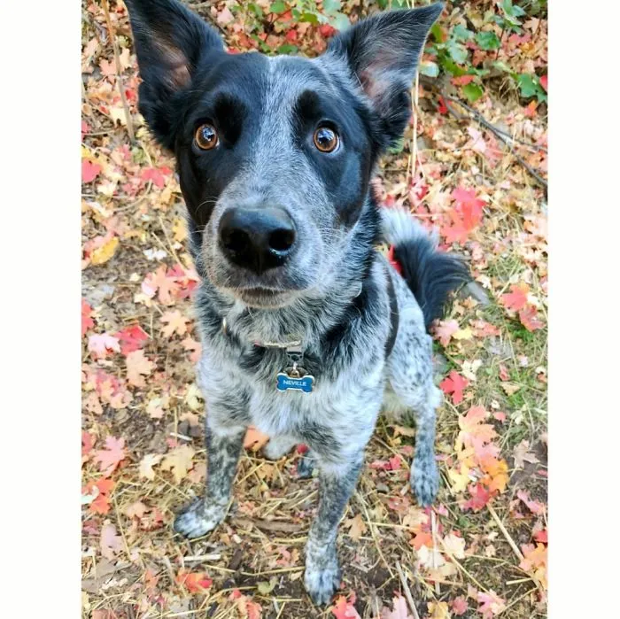 Neville Is A Rescue Dog With E.p.i. He's Given Pancreatic Enzymes With Every Meal To Survive.