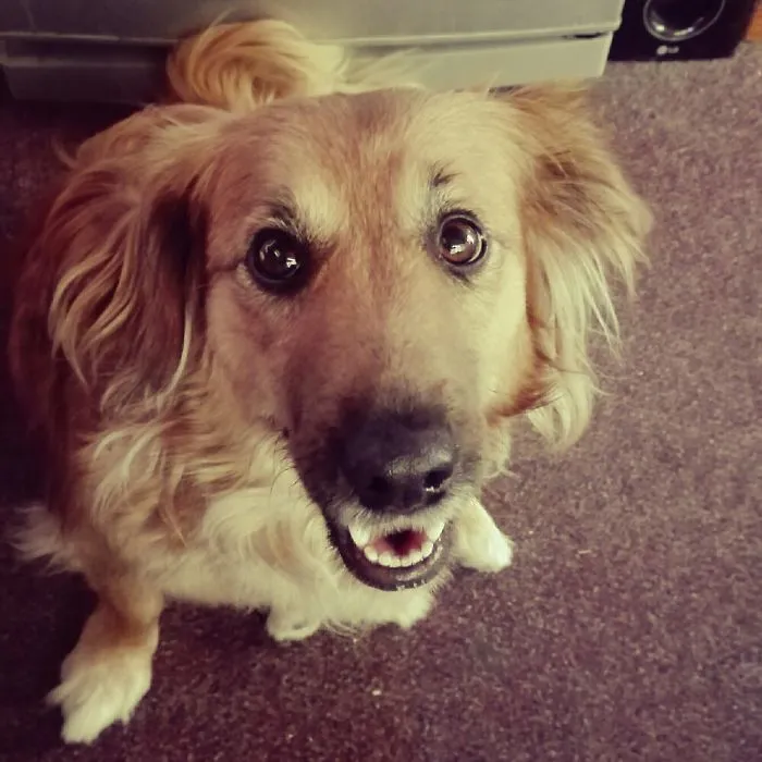 Happy dog looking up indoors, illustrating funny pet names people are now using instead of the original ones.