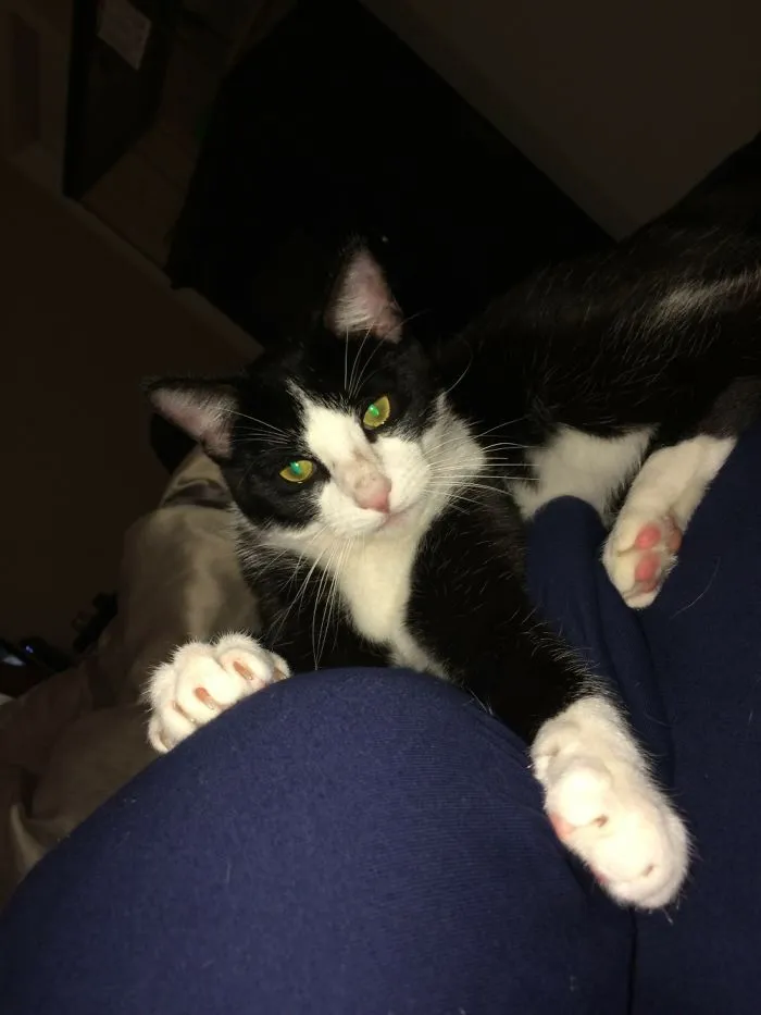 Black and white cat resting on a person's lap, showcasing pets with new funny names people are now sharing.