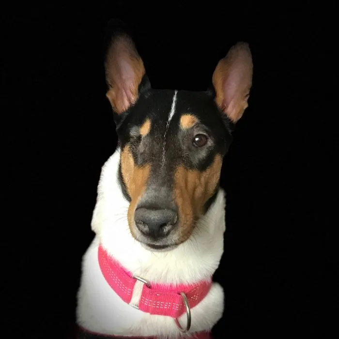 Smoothcollie Myy
