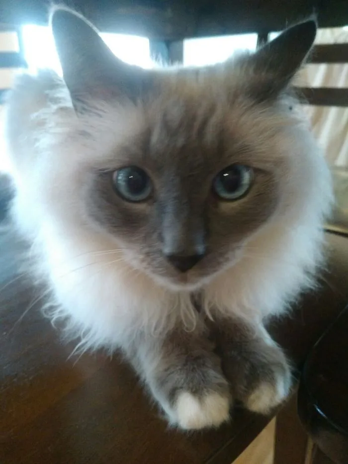 This Is Topaz! He Was Born Crosseyed And Was Attacked By Something When He Was Young..(Cont.↓)