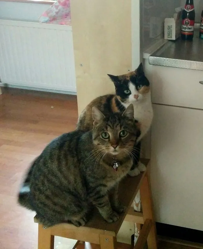 Mina (Front) And Suus, Mina Comes With A Manual And Suus Was Taken From Her Mother At 5 Was Old