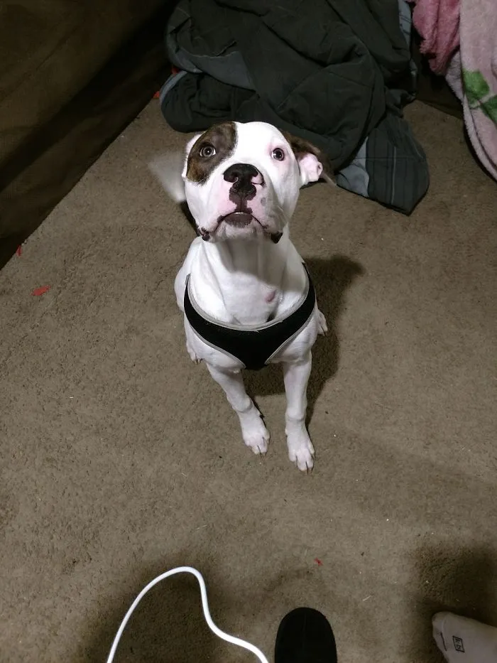 White and brown dog wearing a black harness sitting indoors with people sharing new pet names instead of the original one.