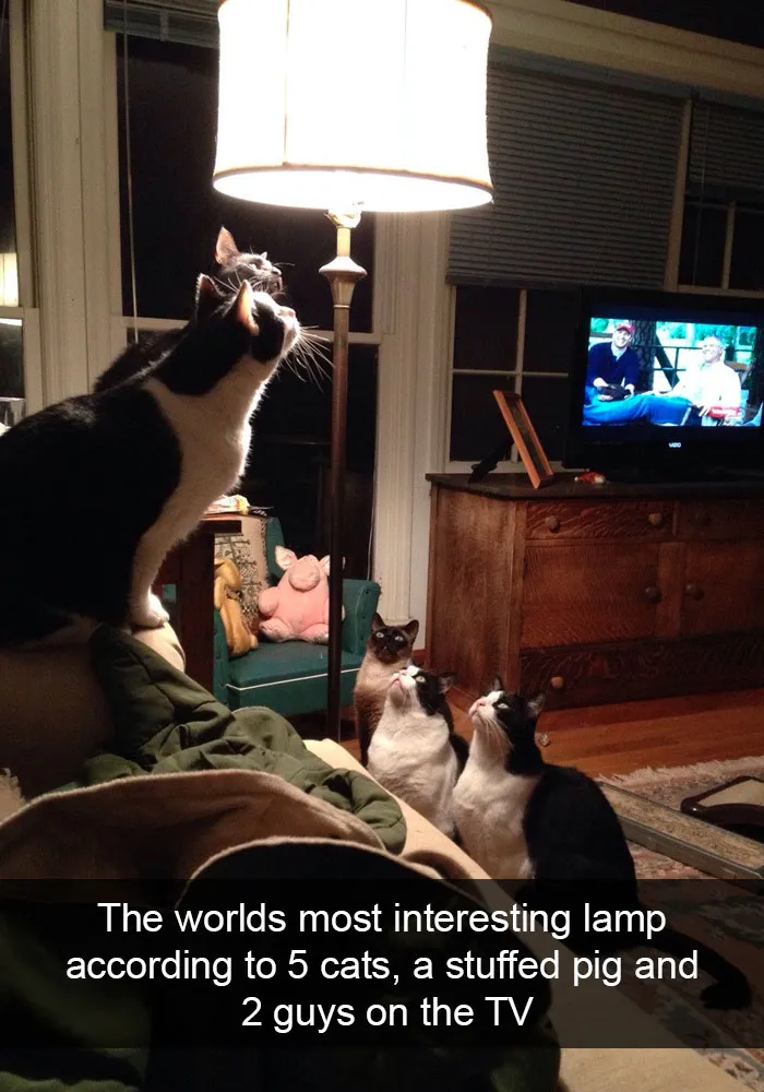 Cats-Funny-Snapchats